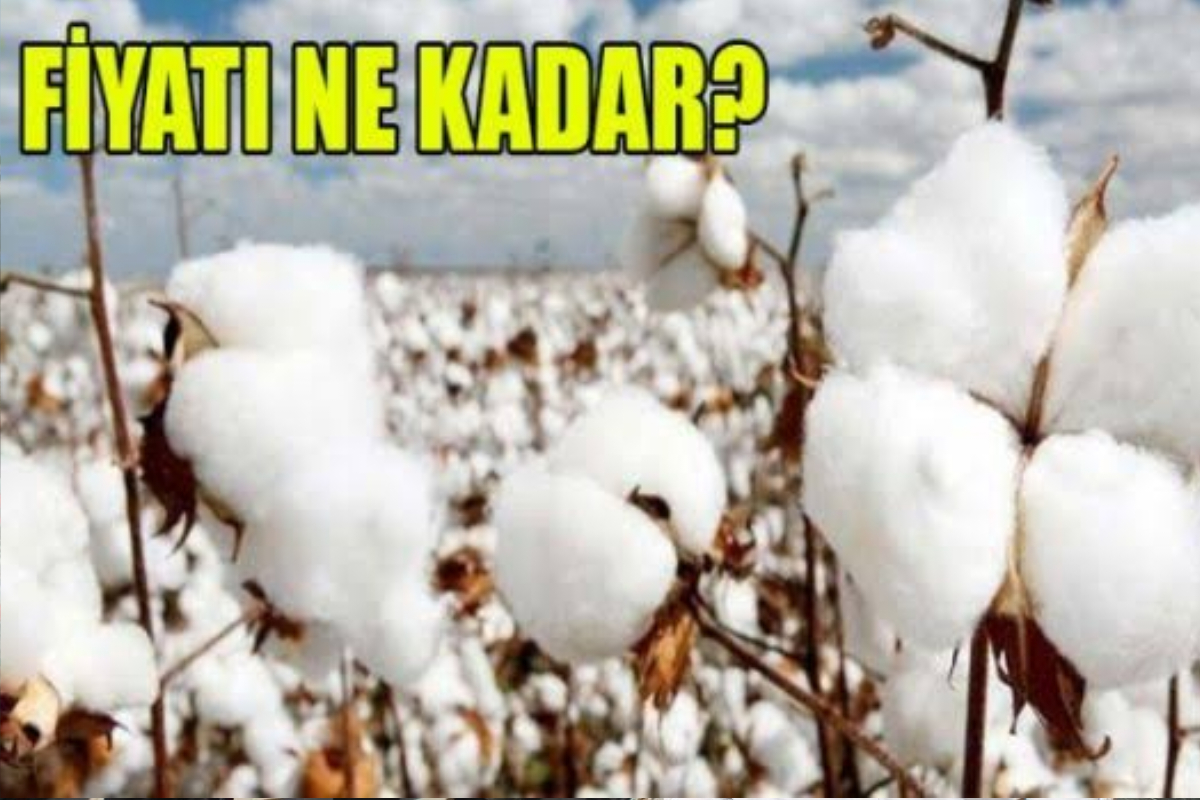 Pamuk Fiyatı Açıklandı 