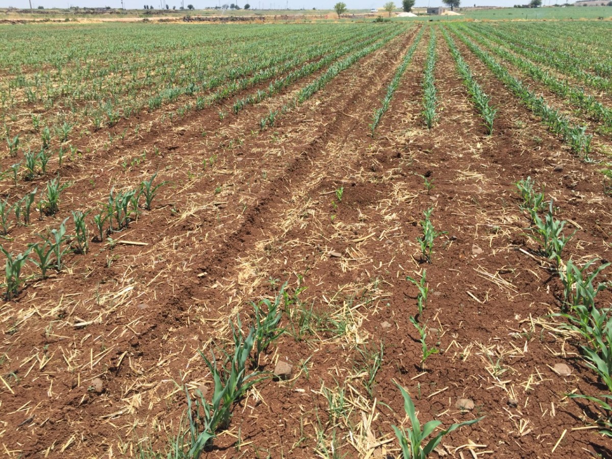 Harran Üniversitesinde Organik Fare İlacı Geliştirme Projesi Başladı