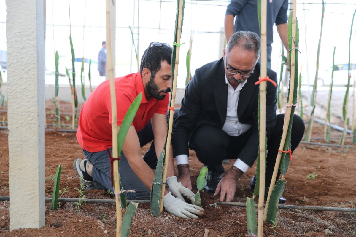 Eyyübiye Sera Kent’teki Yüksek Rekolte Ümit Veriyor