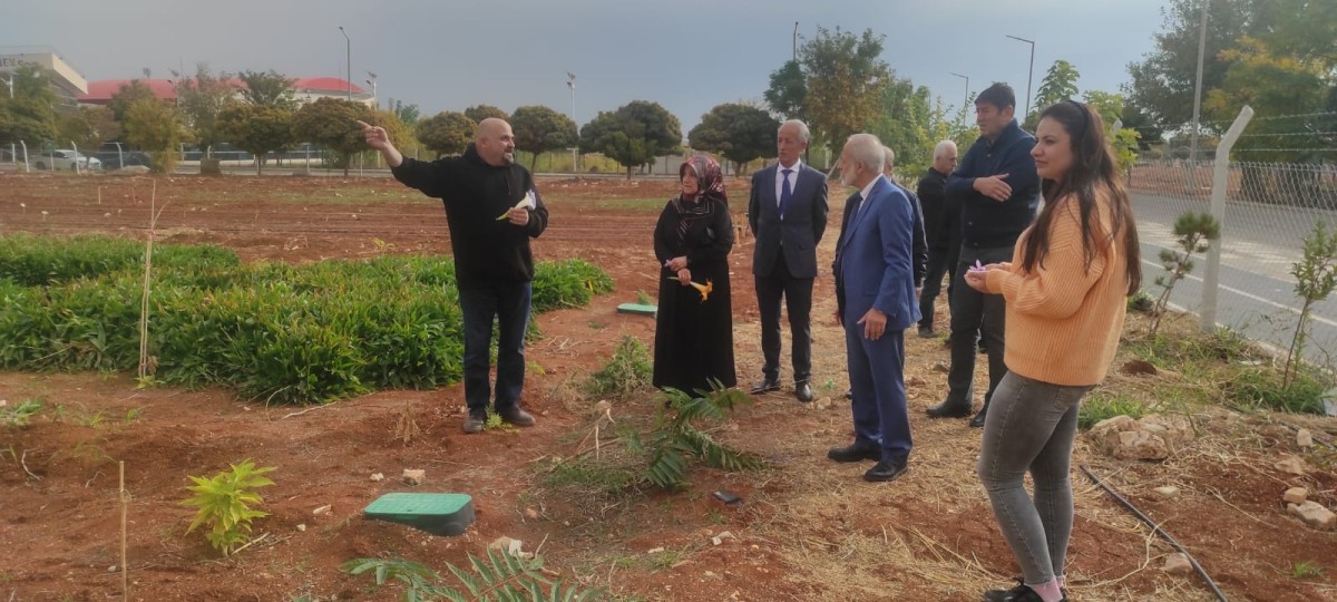 Harran Üniversitesi Dünyanın En Değerli Baharatını Şanlıurfa’ya Yeniden Kazandırdı