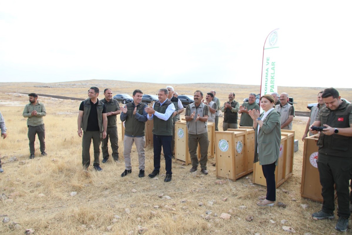 VALİ ŞILDAK: URFA CEYLANI ÜLKEMİZDEKİ NADİDE TÜRLERDEN BİRİ