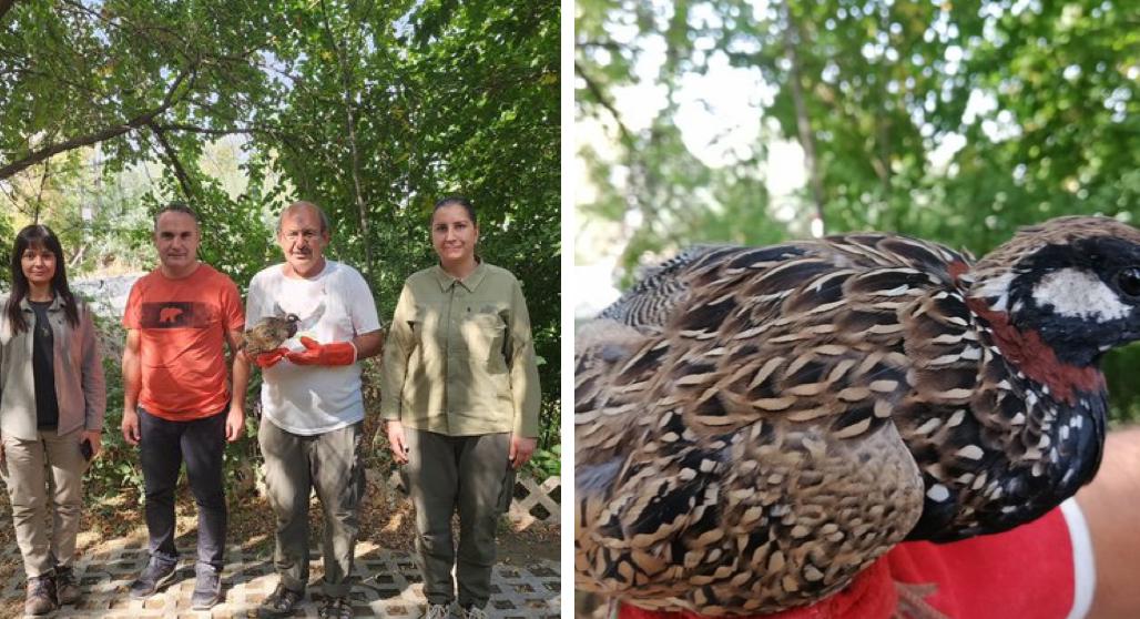 Bitkin Halde Bulunan Turaç, Tekrar Özgürlüğe Kanat Çırptı