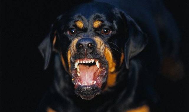 Urfa'da Bir Çocuk Sokak Köpeğinin Saldırısına Uğradı