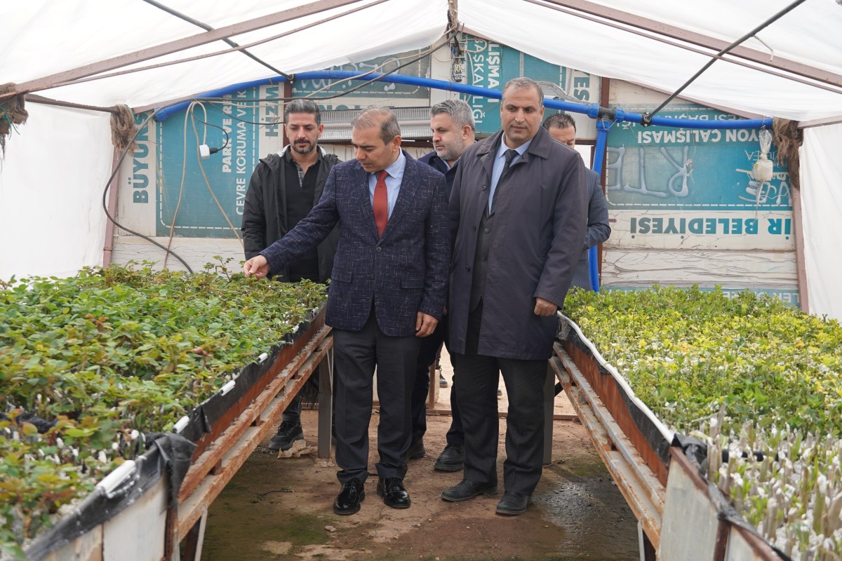 100 BİN FISTIK AĞACI İÇİN BITTIM TOHUMU EKİMİ BAŞLADI