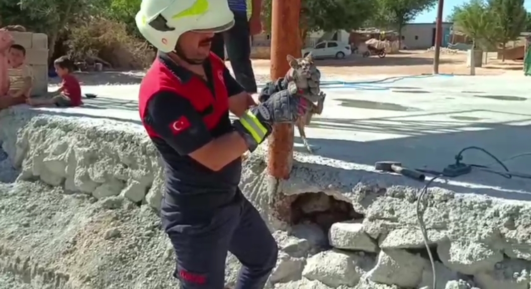 Harran’da Mahsur Kalan 2 Kedi Ekipler Tarafından Kurtarıldı