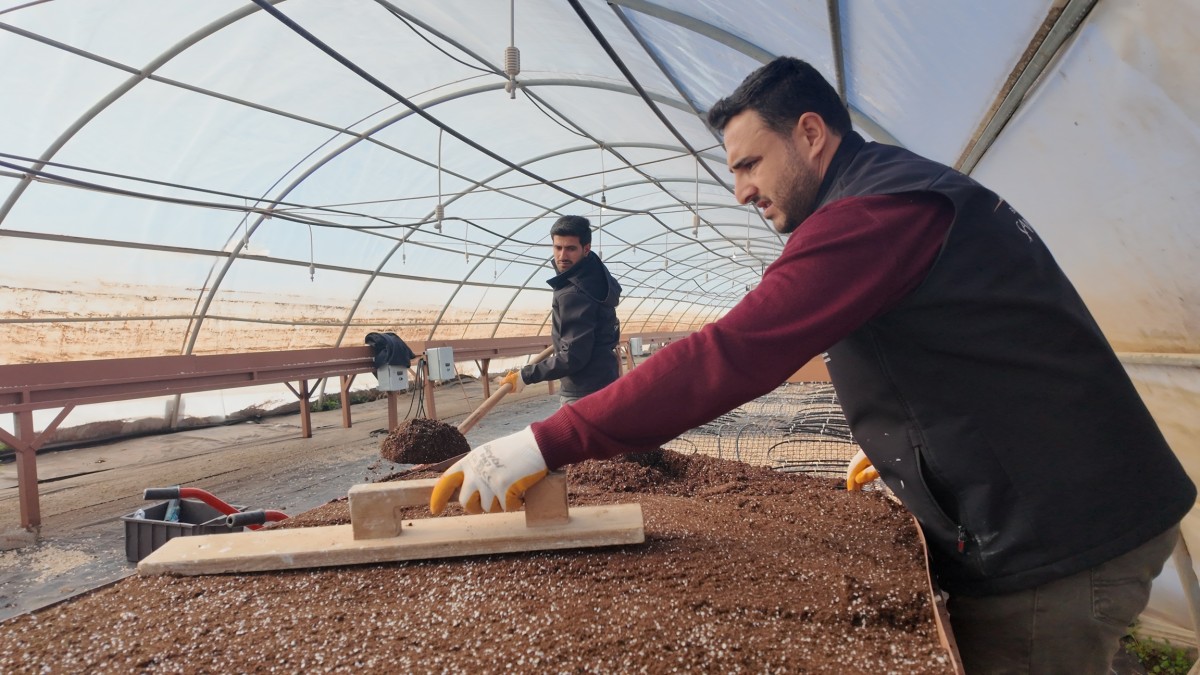 ŞANLIURFA’DA MODERN SERALARDA 30 BİN FİDAN ÜRETİMİ BAŞLADI