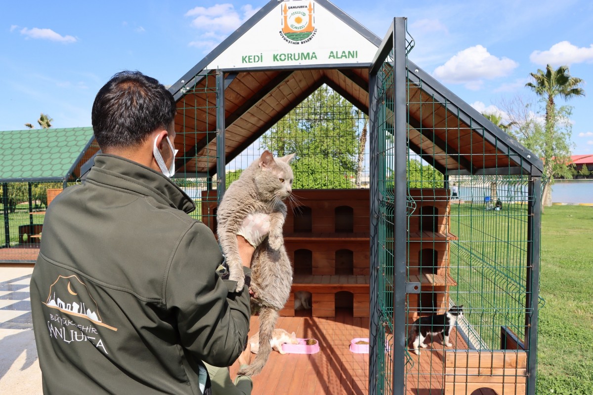 BÜYÜKŞEHİR BELEDİYESİ’NDEN SOKAK KEDİLERİ İÇİN ÖRNEK PROJE