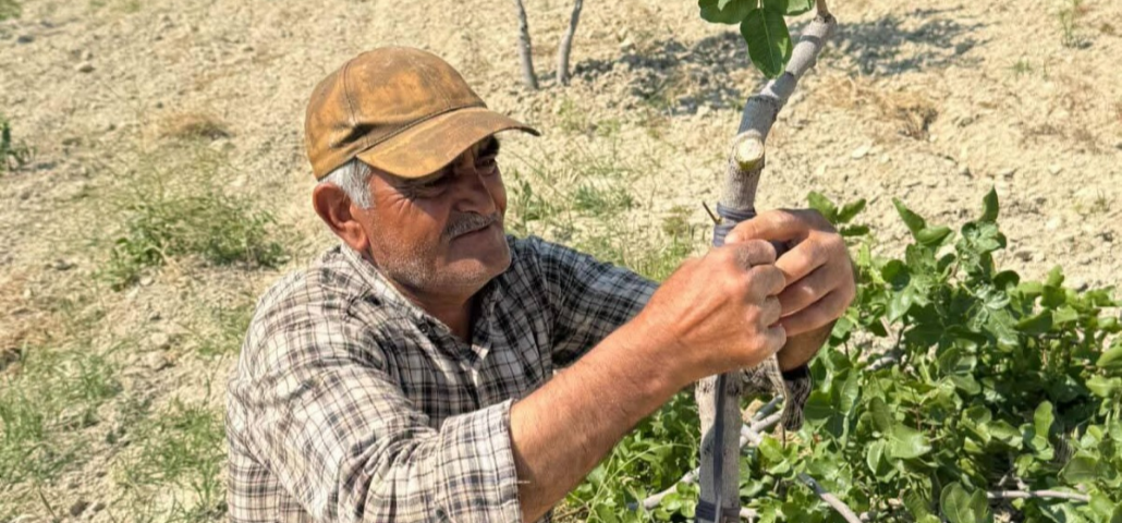 Şanlıurfa’da Kavurucu Sıcakta Fıstık Kalem Aşısı Mesaisi Başladı