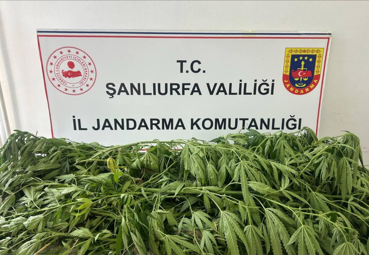 Suruç’ta Yasadışı Kenevir Operasyonu: 35 Kök Ele Geçirildi