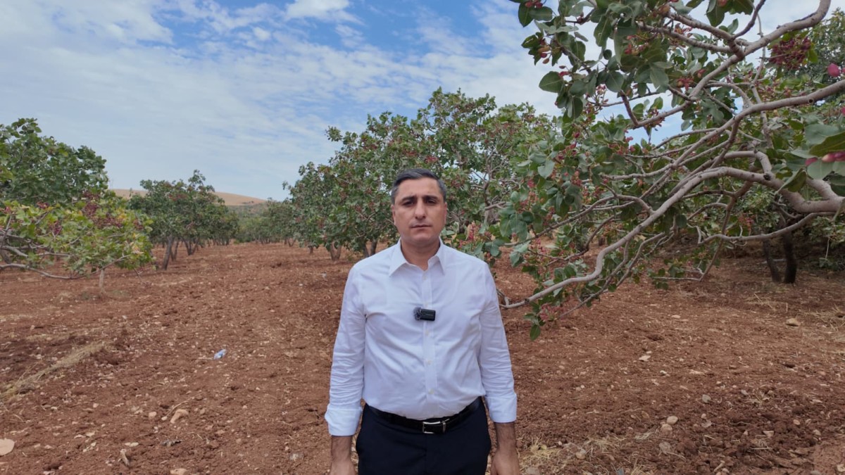 Şanlıurfa’nın Fıstık Üreticileri İçin Destek Talebi: CHP Talepleri Sıraladı